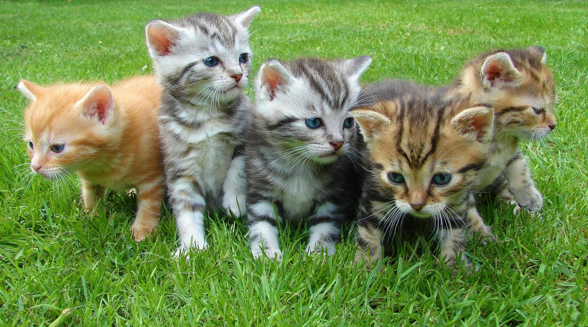 Dog & Cat Vets in Canton